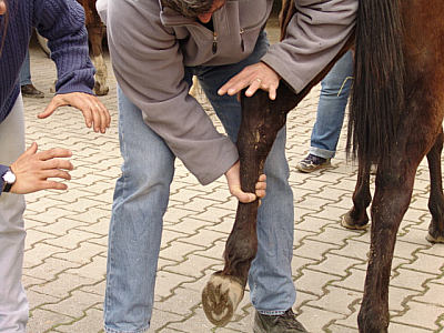 dorn with horse